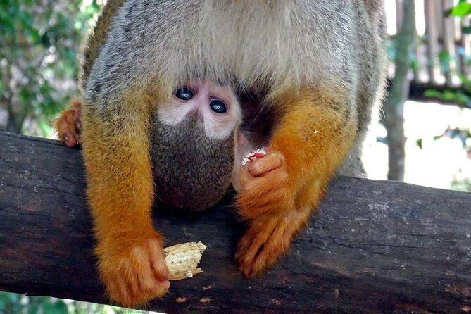 Monkeyland and Zipline Adventure from Puerto Plata - What to Pack: The “Do This, Not That” List for Comfort