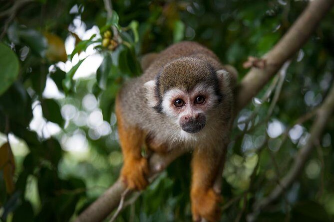 Monkeyland and Zipline Adventure from Puerto Plata - Puerto Plata Pickup Reality: Timing, Seats, and Why Your Day Feels Longer