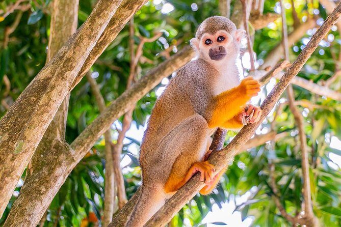 Monkeyland & Plantation Safari Full Day from Juan Dolio - The Traditional Dominican House: Coffee, Cacao, Cinnamon, and More