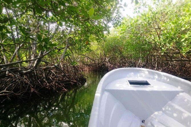 Paradise Island & Mangroves Tour - Punta Rucia lunch buffet: the meal stop that fixes the long day