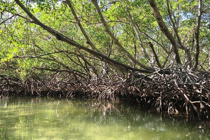 Paradise Island & Mangroves Tour - Price and value at $89: what you’re really paying for