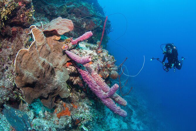 Private Bayahibe 3 Tank Diving with Lunch from Punta Cana - Scuba Sessions Are Chosen for Your Level, Not Just Your Availability