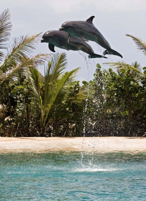 Puerto Plata: Dolphin Encounter at Ocean World - Animal Shows at Ocean World: What You Can See Between Dolphin Moments