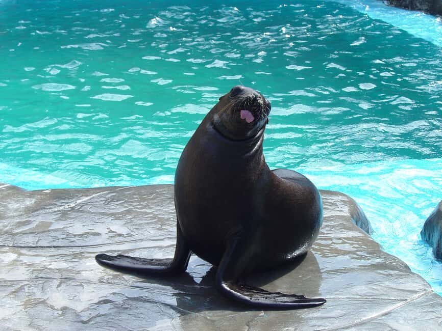 Puerto Plata: Ocean World Adventure Park Day Pass - Snorkeling the Tropical Reef Aquarium: What You Can Plan For
