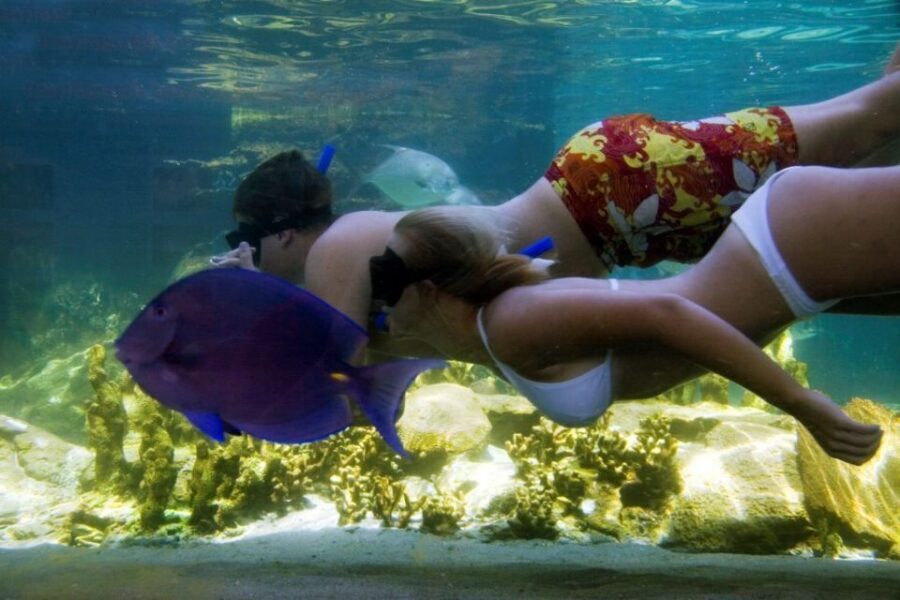Puerto Plata: Ocean World Adventure Park Day Pass - Pirate’s Pool and Dolphin Beach: Your Included Downtime