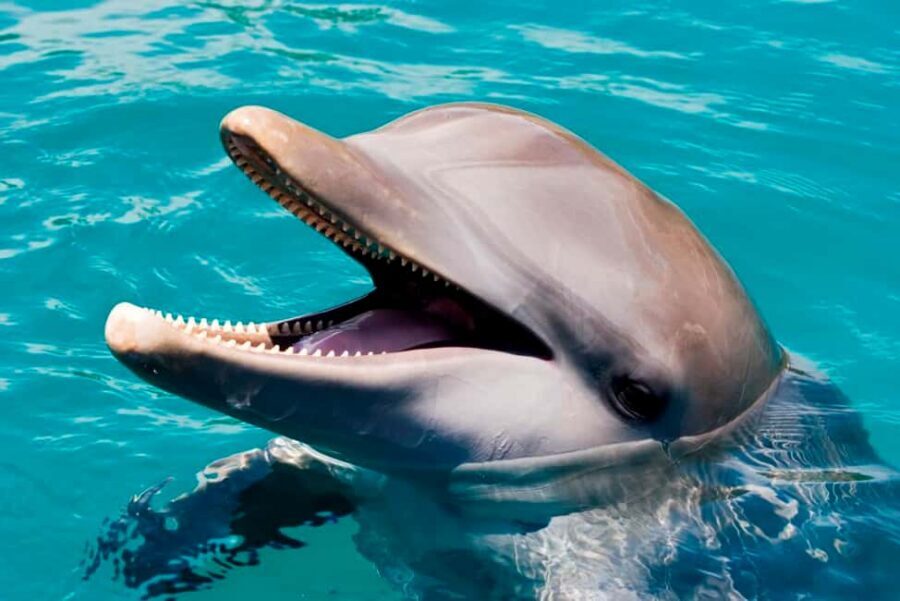 Puerto Plata: Ocean World Adventure Park Day Pass - Getting There: Hotel Transfers, Pickup Timing, and a Long Day
