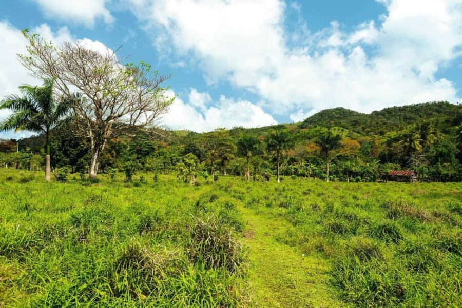 Punta Cana: Anamaya Mountains Walking Tour with Tasting - Anamuya Mountains trail: plants, birds, and how to spot wildlife without being a pro
