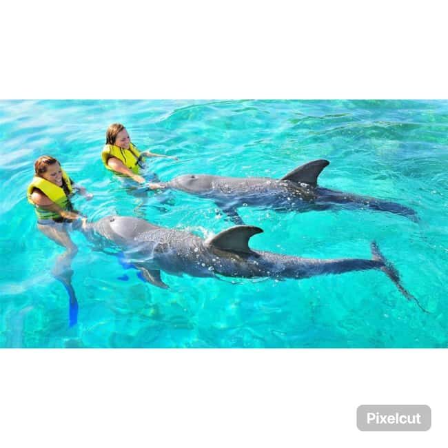 Punta Cana: Dolphin Explorer Park Entry, Swim, or Encounter - Sea lion and bird shows: the extras that make the ticket feel longer