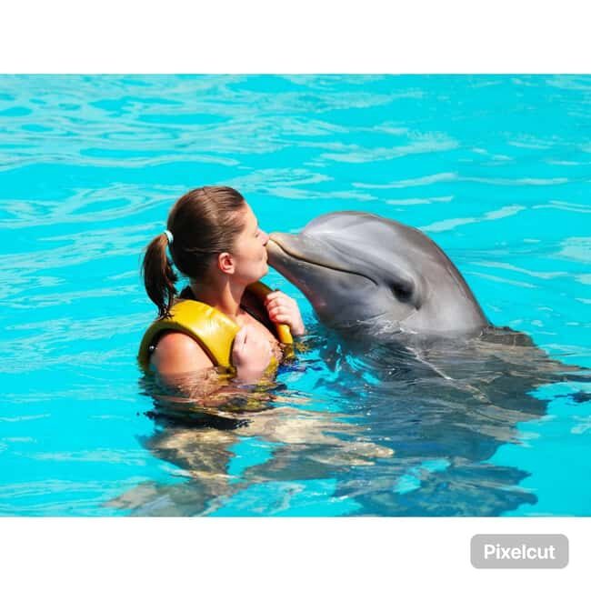 Punta Cana: Dolphin Explorer Park Entry, Swim, or Encounter - Pirate Island, bathrooms, and practical comfort