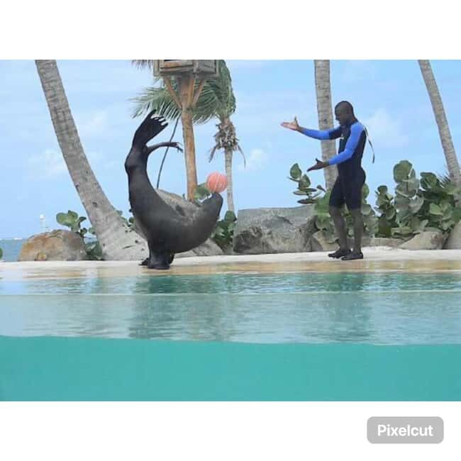 Punta Cana: Dolphin Explorer Park Entry, Swim, or Encounter - Getting there: pickup from Punta Cana and Bávaro