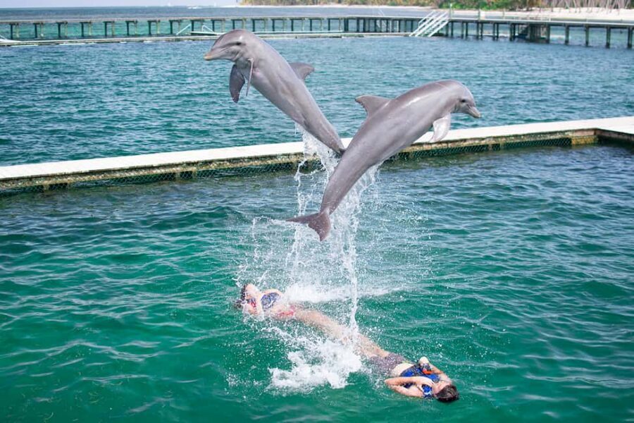 Punta Cana: Dolphin Explorer Swims and Interactions - Your three swim programs: Explorer, Excellence, and Funtastic