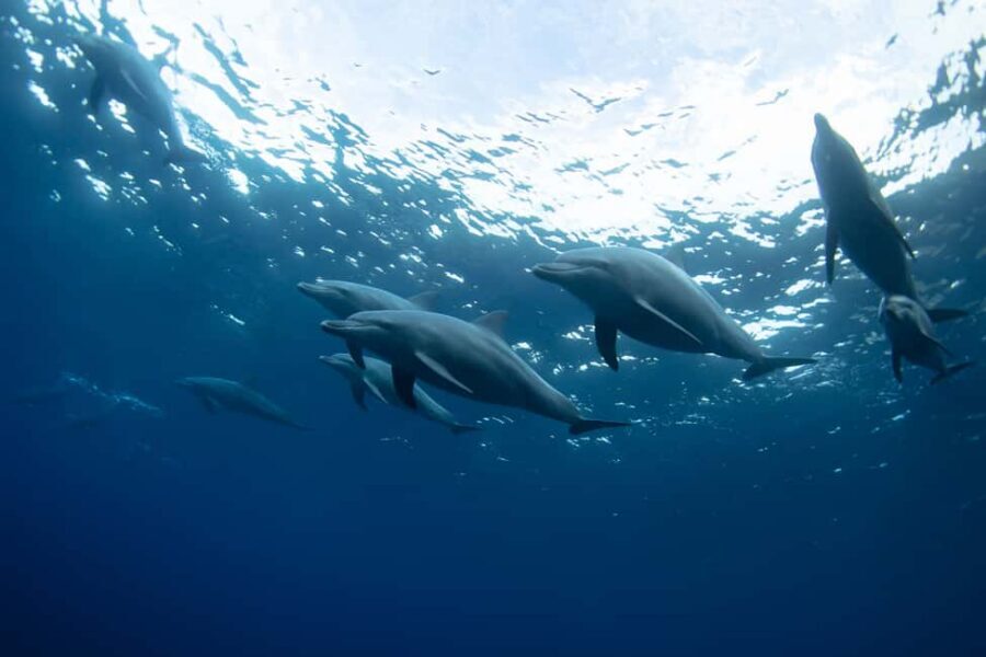 Punta Cana: Dolphin Explorer Swims and Interactions - The end of the swim: sea lion and bird moments, plus pricey photos