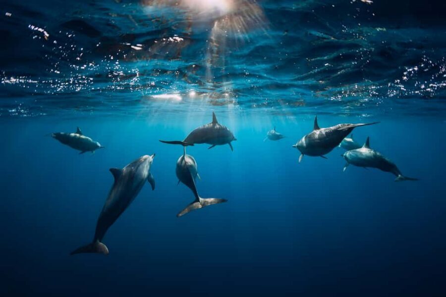 Punta Cana: Dolphin Explorer Swims and Interactions - Who should (and shouldn’t) book Dolphin Explorer