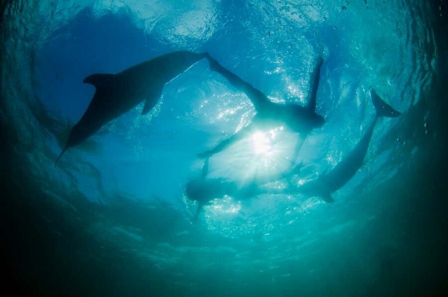 Punta Cana: Dolphin Explorer Swims and Interactions - Tips to make your dolphin swim smoother