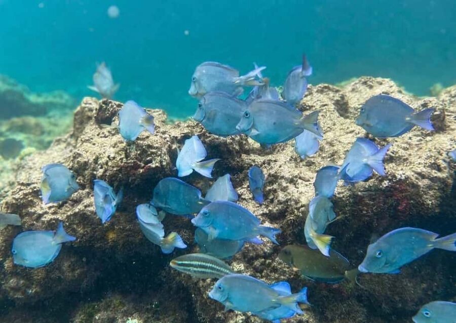 Punta Cana: Full-day Snorkelling Tour in Catalina Island - Snorkel Stop on the Coral Reef: What You Can Expect to See