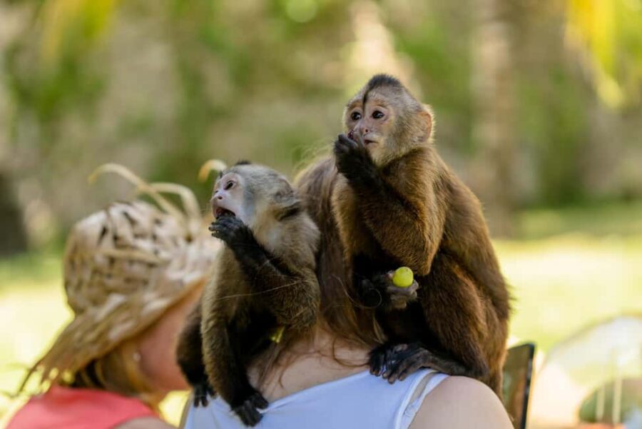 Punta Cana: Interactive Experience at Monkey House - Getting to Monkey House From Punta Cana (and Why It Matters)