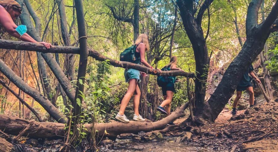 Punta Cana: Los Haitises Hike & Kayaking Mangroves - The Rain Forest Hike: Medicinal Plants and Forest Layers