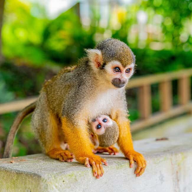 Punta Cana: Monkey Land Half-Day Safari and Plantation - Food, Coffee, Cacao, and the Real Value of the Tasting Stop