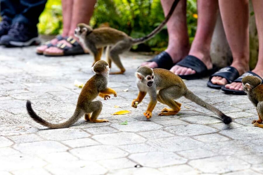 Punta Cana: Monkey Land Half-Day Safari and Plantation - Who This Tour Fits Best (and Who Should Skip It)
