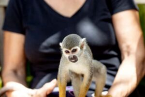 Punta Cana: Monkey Sanctuary Half-Day Tour - The Safari-Style Drive to Bonao: Views First, Then the Animals