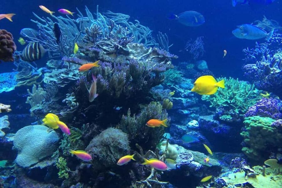 Punta Cana or La Romana: Catalina Island Tour and Snorkeling - How Catalina Island fits into a full day from Punta Cana or La Romana