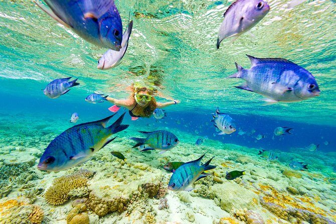 Punta Cana Parasailing & Snorkeling Cruise Experience - Key takeaways before you go