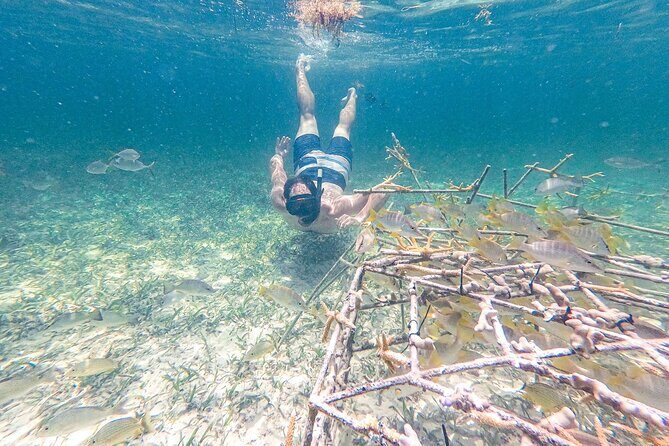 Punta Cana Private Cruise Up To 10 Snorkeling & Seafood lunch - Natural pools stop: shallow water, easy relaxing, and a beginner-friendly swim