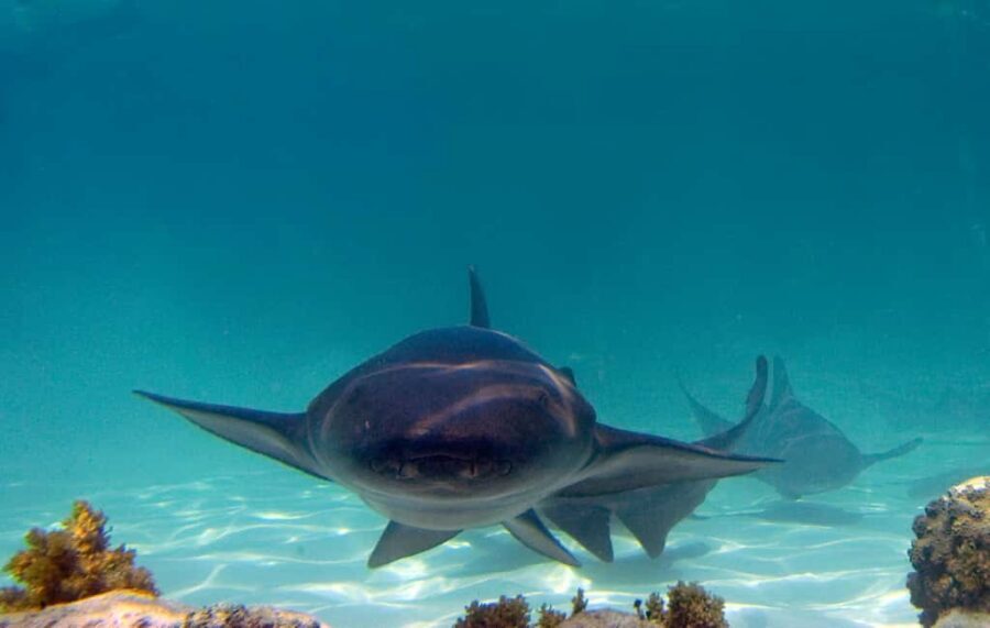 Punta Cana: Reef Explorer Access w/ Sharks & Stingrays Swim - Quick takeaways before you go