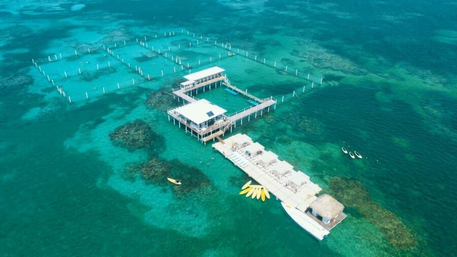 Punta Cana: Reef Explorer Access w/ Sharks & Stingrays Swim - Three hours on the water: snorkeling, boat cruise, shark viewing, and paddle time