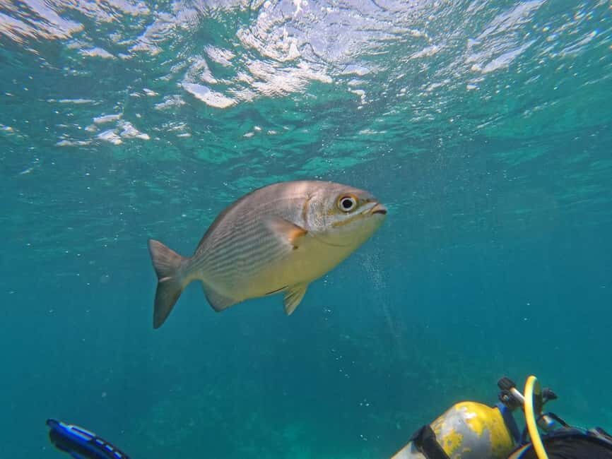 Punta Cana: Scuba Doo Adventure with Round-Trip Transfer - Getting There in Real Time: Round-Trip Transfer and the Glass-Bottom Boat