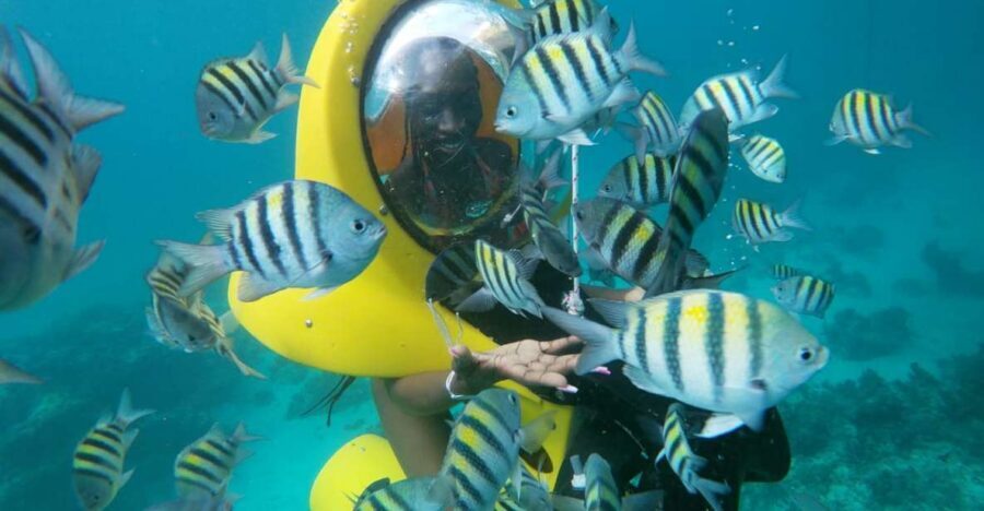 Punta Cana: Scubadoo Ocean Exploration Diving Adventure - Snorkeling at El Niño: corals, fish, and a lifeguard guide