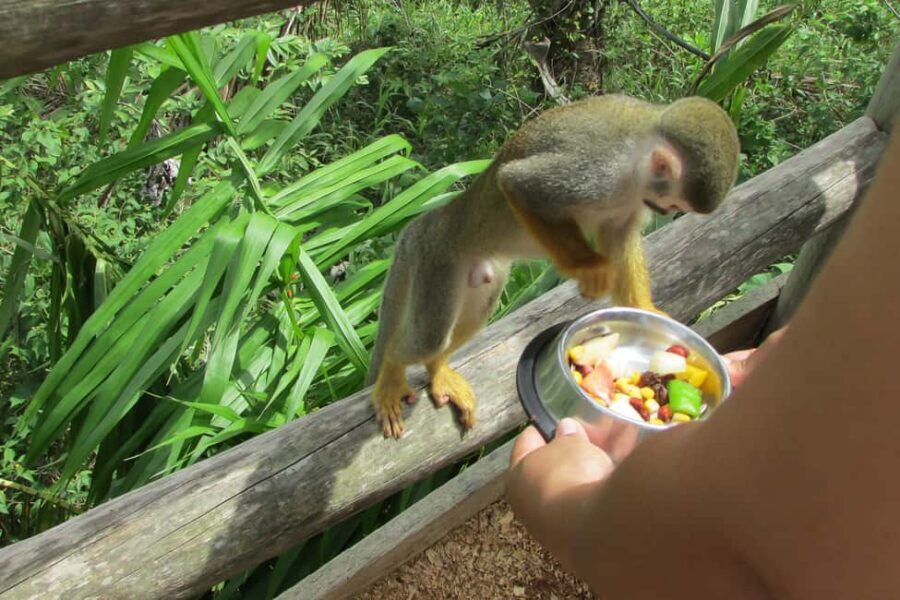Punta Cana: Ziplines Adventures & Monkeyland Entry - Lunch and hydration: the part you’ll be glad is actually filling