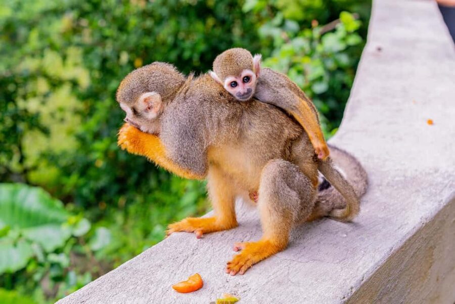Punta Cana: Ziplines Adventures & Monkeyland Entry - Value for $130: a good deal when you price it like a bundle