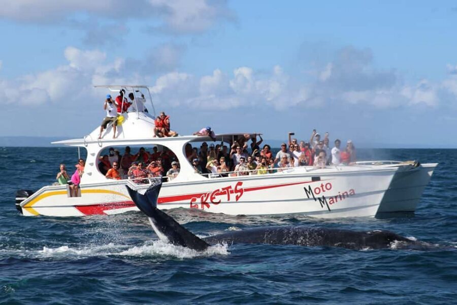 Samana: Bay of Samana Whale Watching Experience - Key things to know before you go