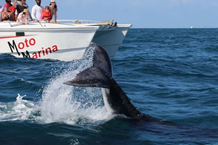 Samana: Bay of Samana Whale Watching Experience - First step: getting to Moto Marina and finding your group