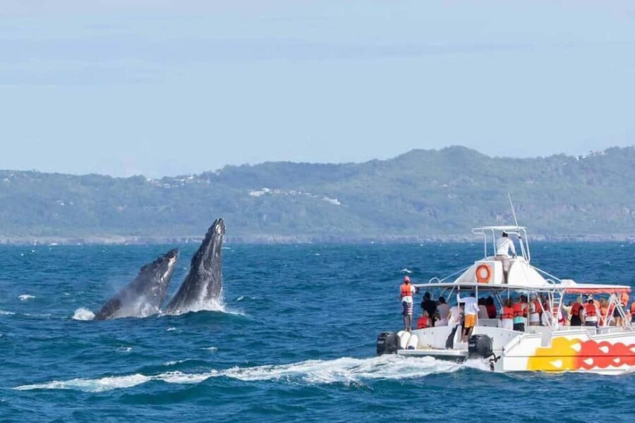 Samana: Bay of Samana Whale Watching Experience - Samaná Marine Mammal Sanctuary: the 2.5 hours that you should care about