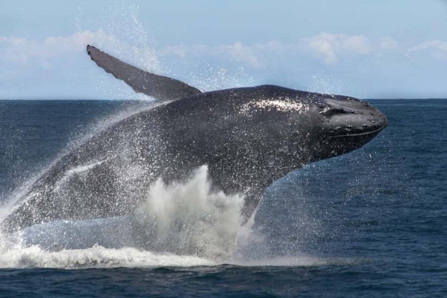 Samana: Bay of Samana Whale Watching Experience - Boat comfort, security, and the snack plan (yes, coconut)