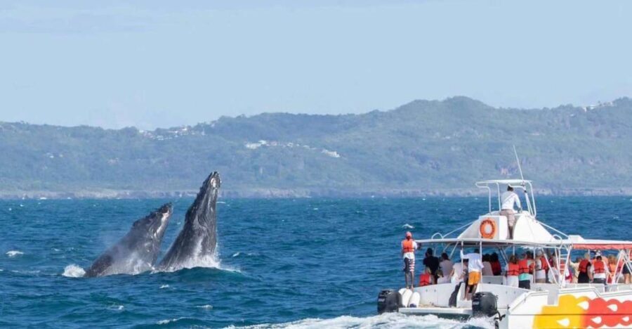 Samana: Bay of Samana Whale Watching Experience - The guide: why a real explanation makes a difference