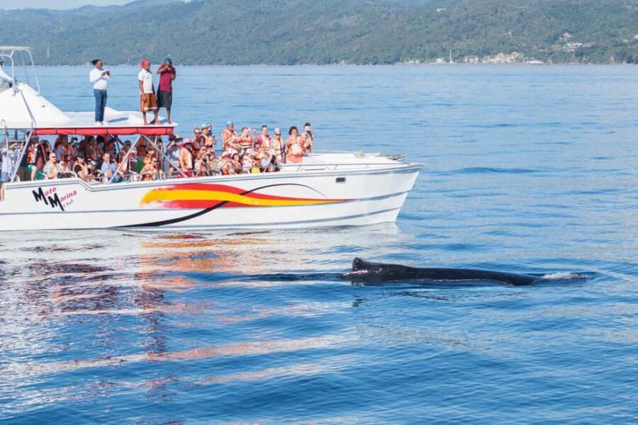 Samana: Bay of Samana Whale Watching Experience - Who this tour is best for