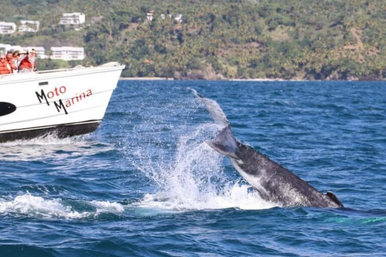 Samana: Bay of Samana Whale Watching Experience - The morning ride: speedboat segments and what they mean for your day