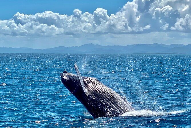 Samana Full Day -baracardi island, horses, lemon waterfall - The boat transfer to Samana and the Cayo Levantado approach