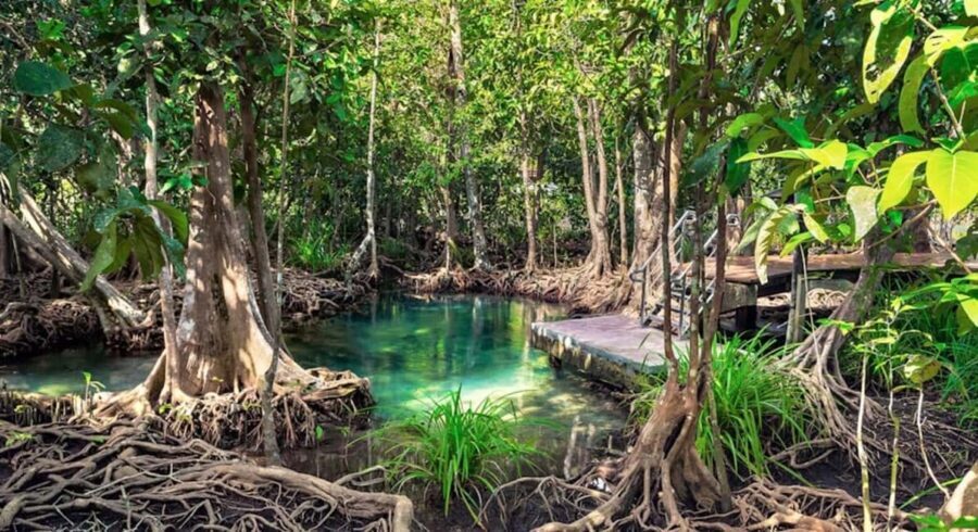 Samana: Visit Samana, Los Haitises Park, and Cayo Levantado Island - Lunch on the island and trying Mamajuana