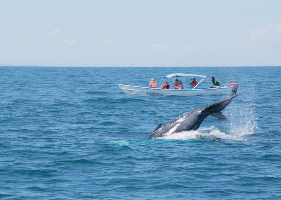 Samaná: Whale Watching Tour with Snacks - Key things I’d prioritize before you go