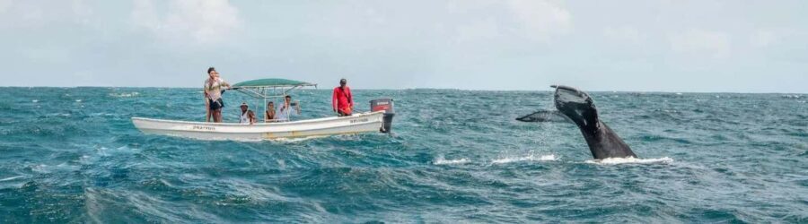 Samaná: Whale Watching Tour with Snacks - Samaná Whale Watching: Why the Bay Matters