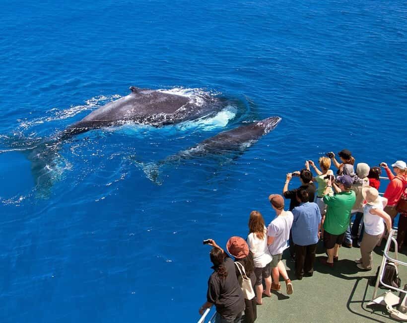 Samaná: Whale Watching Tour with Snacks - Spotting Humpback Whales: What to Watch For