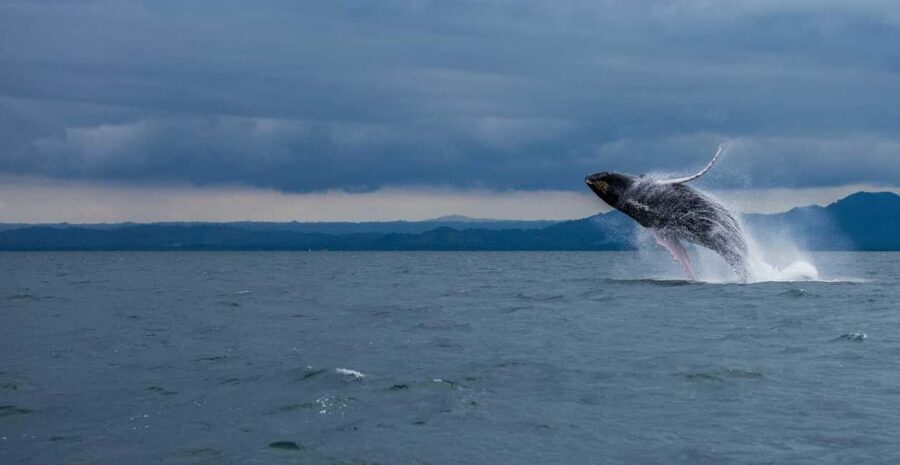 Samaná: Whale Watching Tour with Snacks - The Day at Sea: From 9:30 AM Dock to Around 1:30 PM