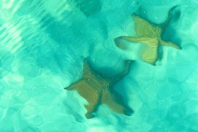 Saona Island, Natural pool Starfish, Fast boat, Catamaran +Dances - A full day on Saona: why this excursion works