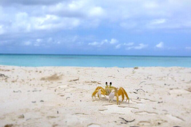 Saona Island, Natural pool Starfish, Fast boat, Catamaran +Dances - The practical value of the $169 price tag