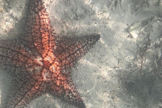 Saona Island Premium Discovery Tour from Punta Cana or Bayahíbe - Saona Without the Chaos: The Small-Group Sunday Advantage