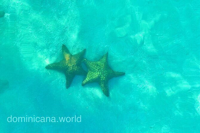 Saona Private Tour with Own Guide and Transport from Punta Cana - What $460 really buys on this private tour